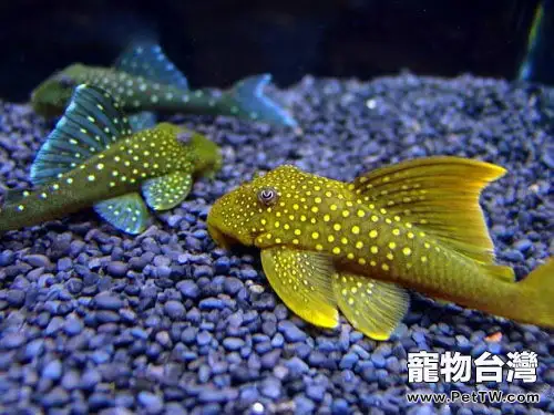 清道夫魚為什麼會死亡