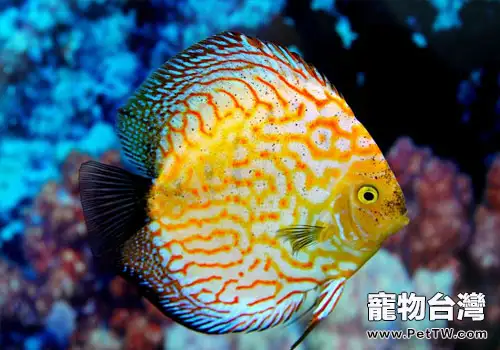 七彩神仙魚得了黑死病怎麼辦?(1圖)-寵物台灣