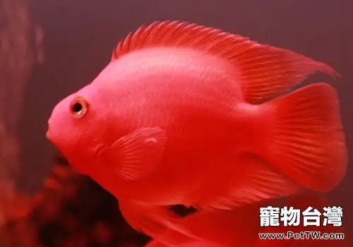 鸚鵡魚（血鸚鵡魚 財神魚）變色怎麼辦？