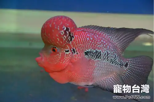 羅漢魚如何進行換水