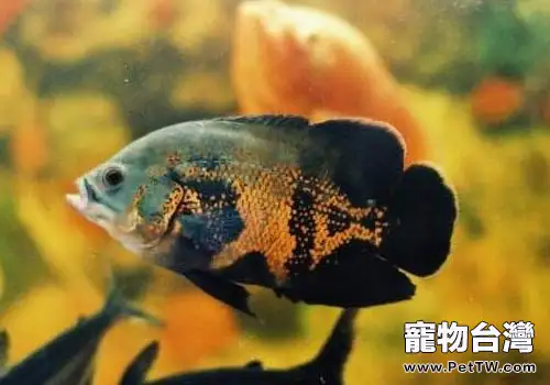 地圖魚食物怎麼選？