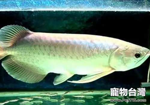雙鬚骨舌魚(銀龍魚)能活多久?(1圖)-寵物台灣