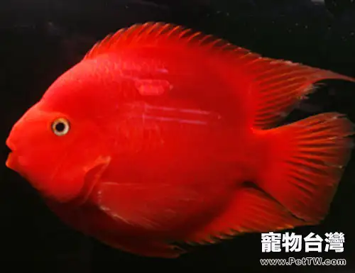 血鸚鵡的養護建議(1圖)-寵物台灣