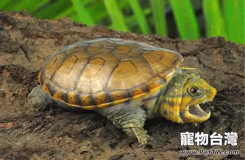 鷹嘴龜容易出現的品相問題(1圖)-寵物台灣