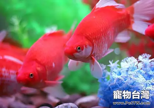 金魚不吃食怎麼辦?(1圖)-寵物台灣