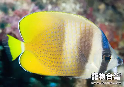 熱帶魚可以和什麼種類的觀賞魚混養？