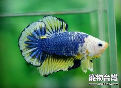 泰國斗魚怎麼分公母(1圖)-寵物台灣