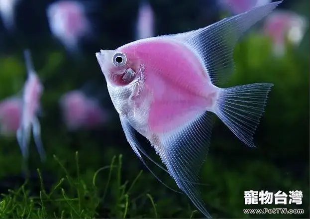 天使魚的繁殖須知