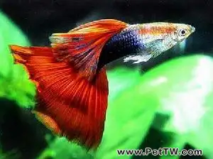 孔雀魚的有關資料介紹(1圖)-寵物台灣