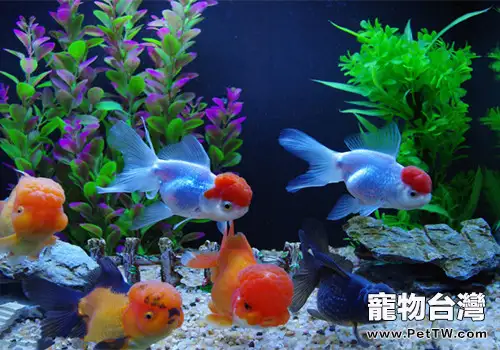 夏天金魚中暑悶缸怎麼辦？