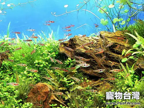 水族箱的底砂和水中的溫度要求