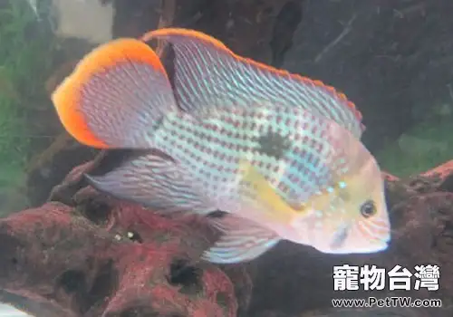 大蒜怎麼治魚病?(1圖)-寵物台灣