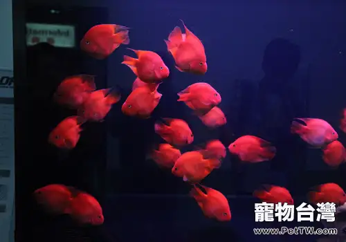 鸚鵡魚（血鸚鵡魚 財神魚）為什麼會變白褪色？