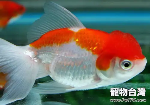 養魚新人可選用怎樣的觀賞魚？