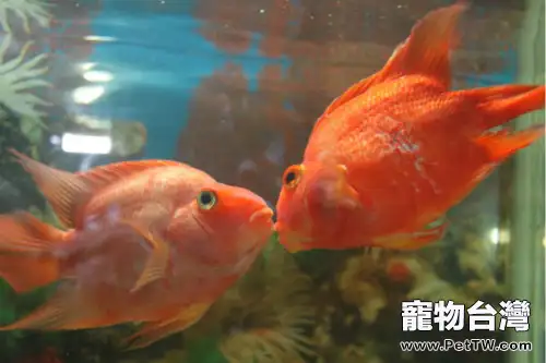 接吻魚為什麼不接吻