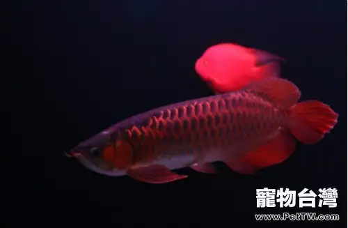 紅龍魚為什麼這麼名貴