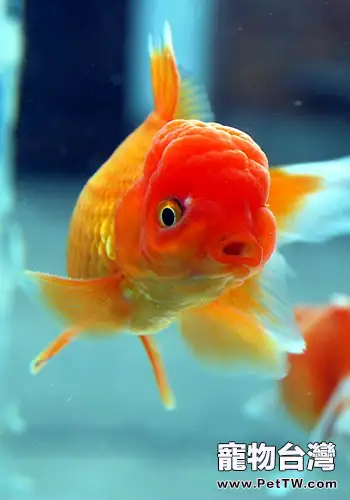 辦公室養魚風水你知道多少(1圖)-寵物台灣