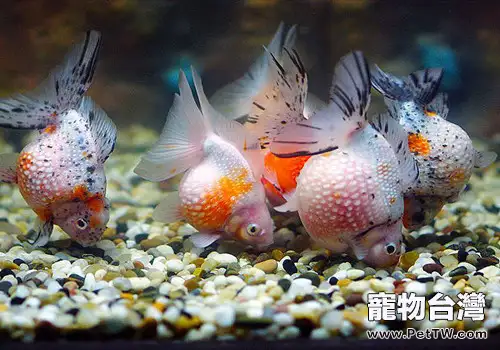 如何讓金魚安然度過黃梅天？