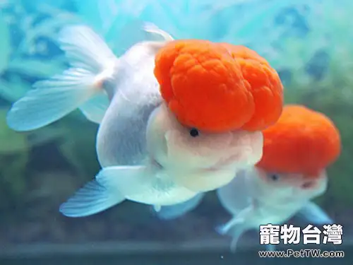 鶴頂紅金魚飼養的注意點(1圖)-寵物台灣