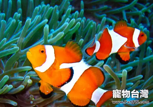 小丑魚的品種介紹(1圖)-寵物台灣