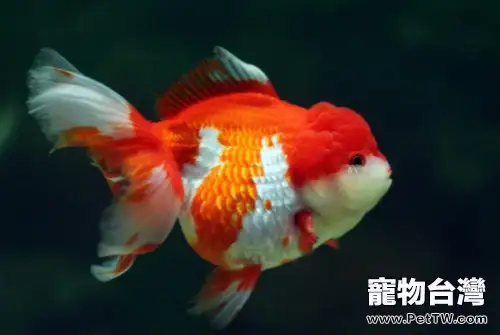 獅子頭金魚如何飼養