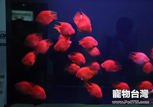 飼養鸚鵡魚（血鸚鵡魚 財神魚）的一些小竅門