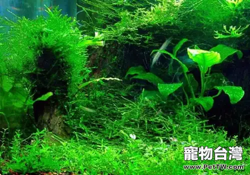 水草在魚缸中的作用