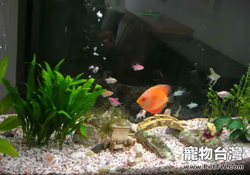 如何預防熱帶魚生病？