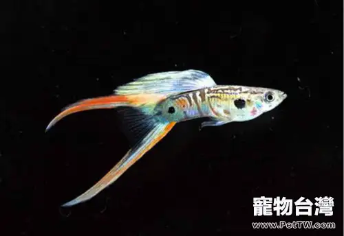 孔雀魚繁殖的注意事項