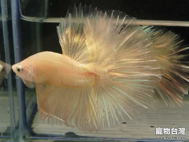 魚類體型與水流的關係