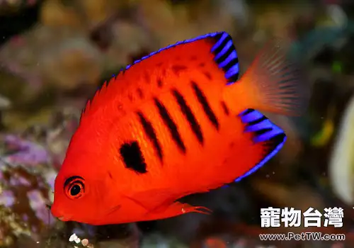 火焰神仙魚該如何飼養？