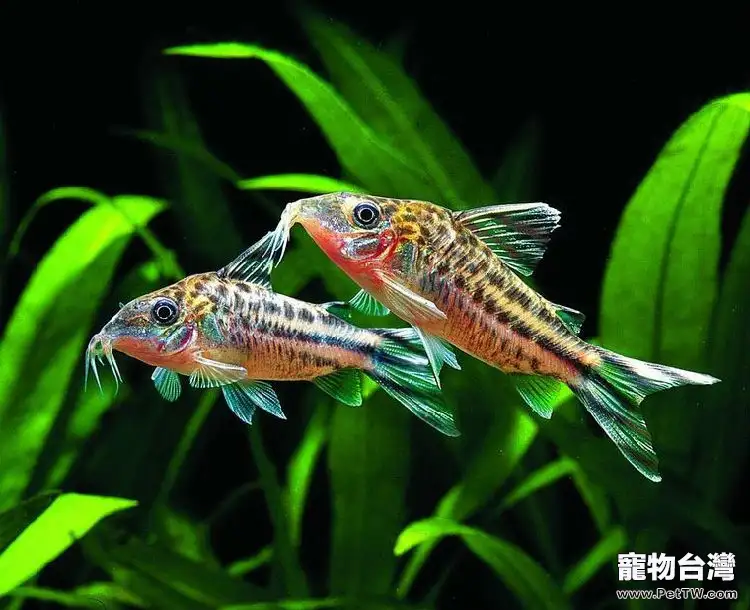 魚類體型和水族造景的關係(1圖)-寵物台灣