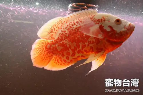 地圖魚怎麼養(1圖)-寵物台灣