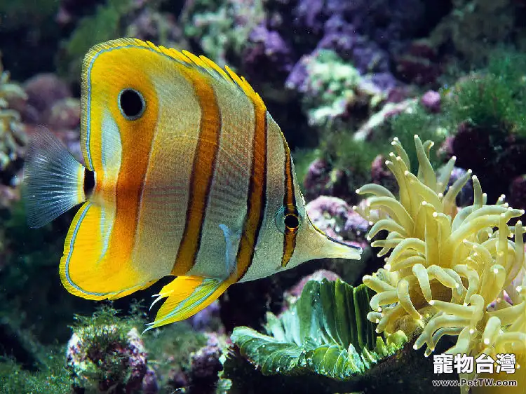 飼養觀賞魚的五大理由