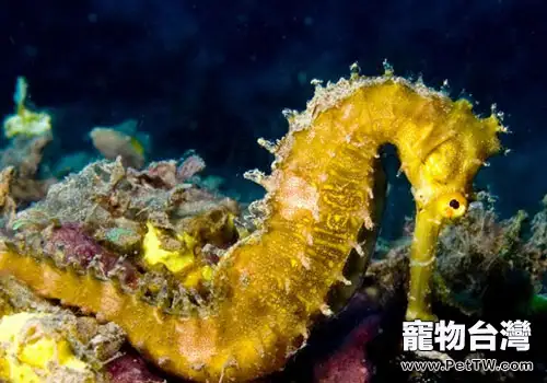 海中之馬，海馬該怎麼飼養？