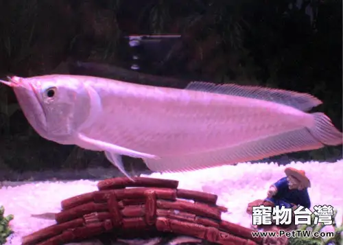 雙鬚骨舌魚(銀龍魚)混養方面的注意點(1圖)-寵物台灣
