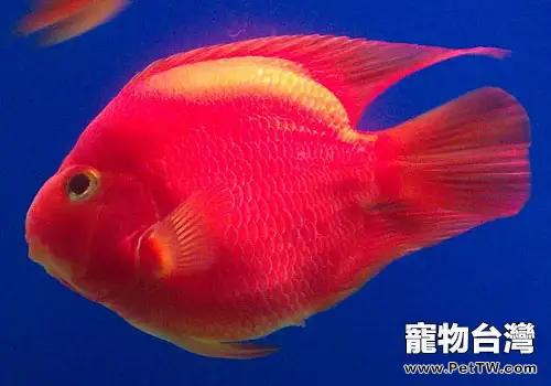 鸚鵡魚（血鸚鵡魚 財神魚）飼養有什麼風水學關係？