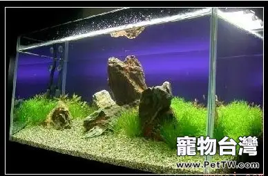 DIY水族箱造景和水族箱維護