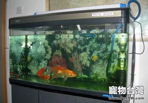 自製魚缸過濾器的方法