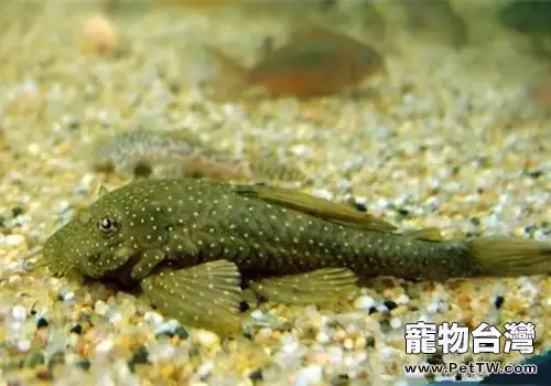 清道夫魚吃什麼？