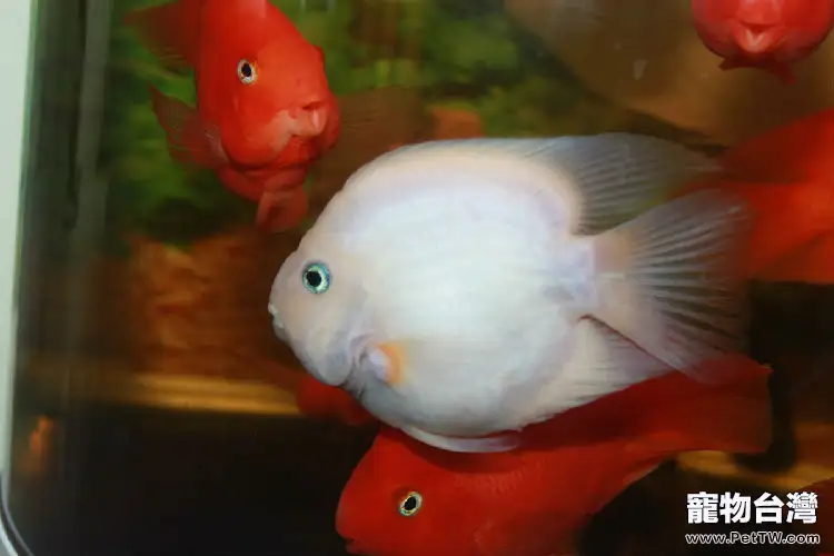 觀賞魚之雪鸚鵡魚（血鸚鵡魚 財神魚）品種圖片介紹
