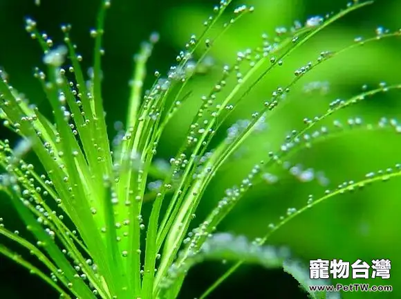 水族箱中如何保證水草營養