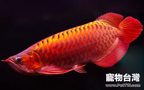 保證水族箱水流強勁的優點