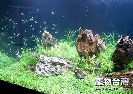 魚缸渾水的原因和處理辦法