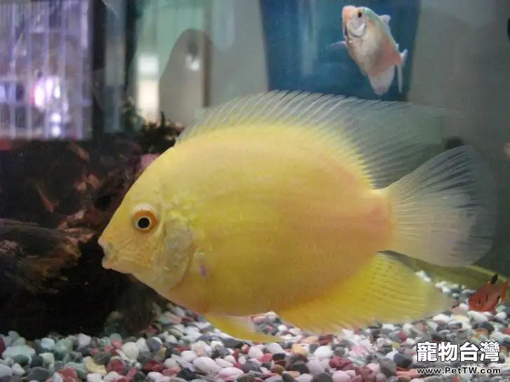 波羅魚的飼養要點