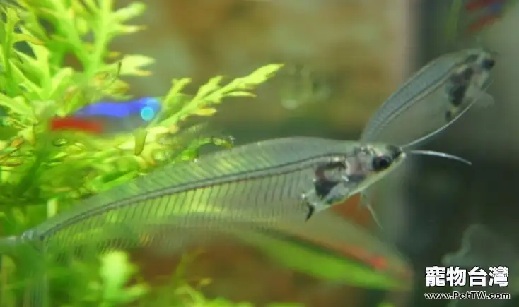 玻璃貓魚的培育(1圖)-寵物台灣