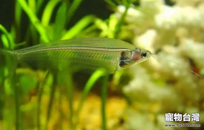玻璃貓魚的人工孵化