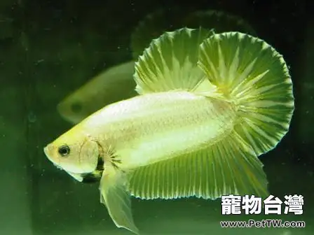 家庭養魚如何避免魚只死亡