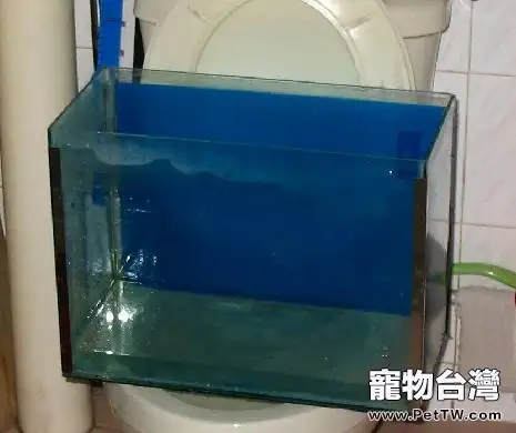 新手養魚要知道的水知識(1圖)-寵物台灣