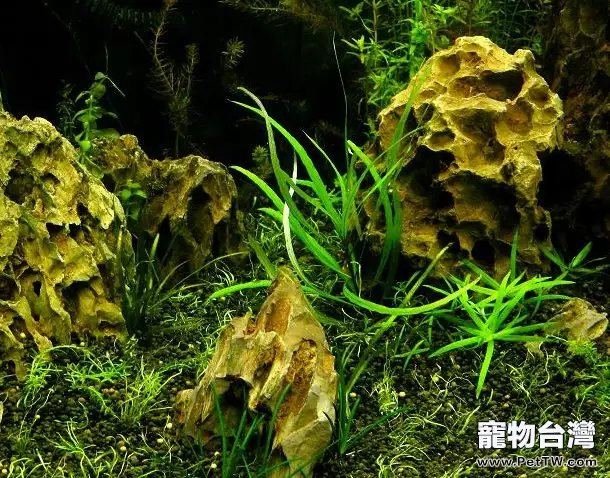 水草造景階段哪幾個誤區需要避免(1圖)-寵物台灣